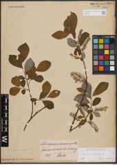 Foto von Salix cinerea L.